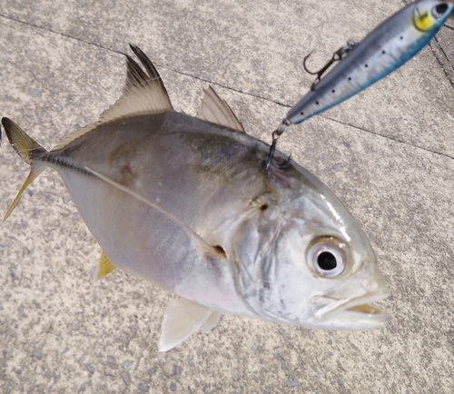 メッキの釣果