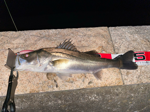 シーバスの釣果