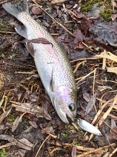 ニジマスの釣果