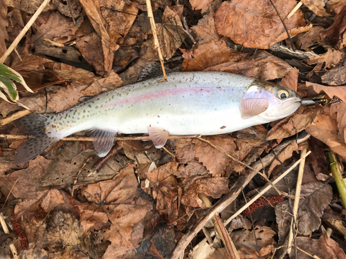 ニジマスの釣果