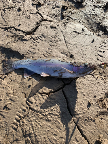 ニジマスの釣果