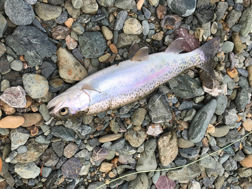 ニジマスの釣果