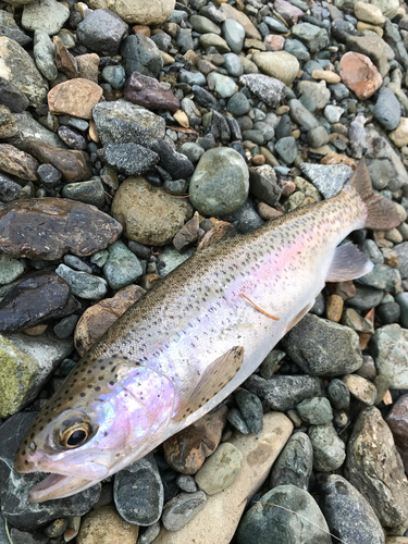 ニジマスの釣果