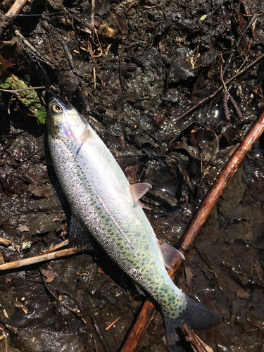 ニジマスの釣果