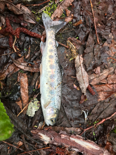 ニジマスの釣果