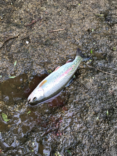 ニジマスの釣果