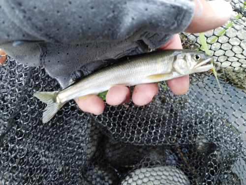 アユの釣果