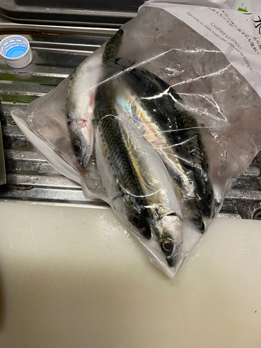 サバの釣果