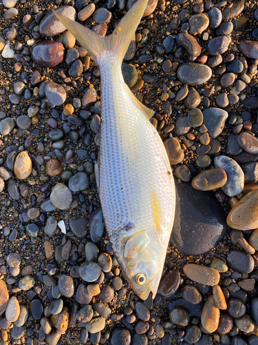 コノシロの釣果