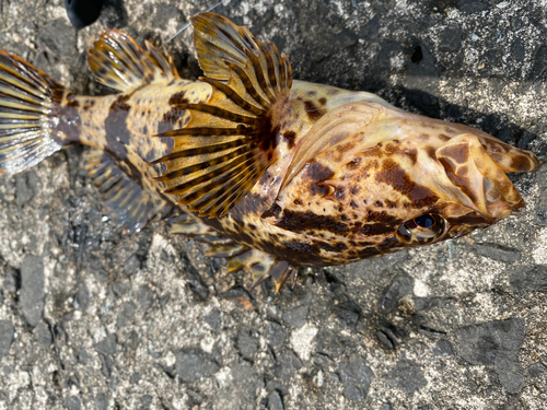 ベッコウゾイの釣果