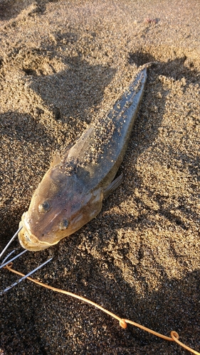 マゴチの釣果