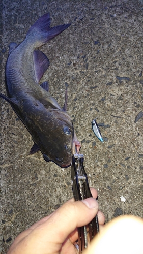 アメリカナマズの釣果