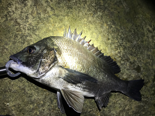 クロダイの釣果