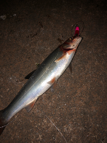 マルタウグイの釣果