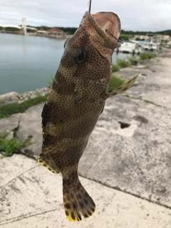 イシミーバイの釣果