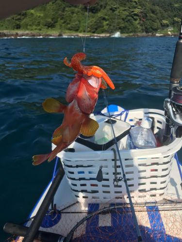 アカハタの釣果