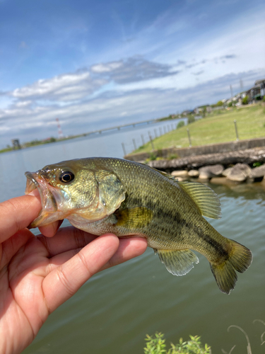 ラージマウスバスの釣果