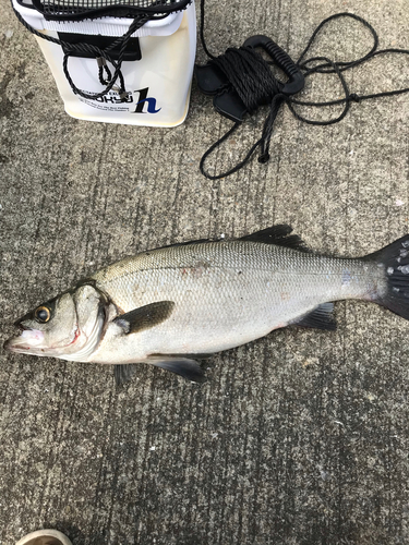 ヒラスズキの釣果