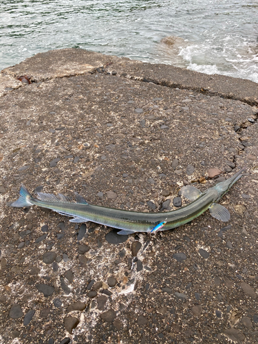 ダツの釣果