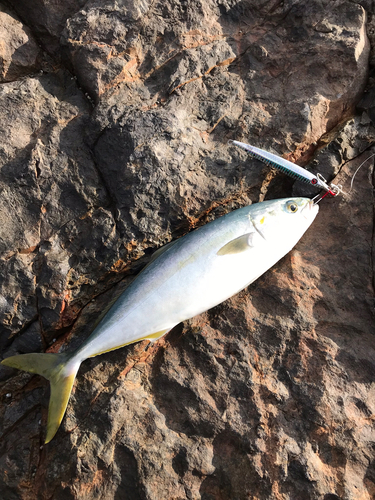 イナダの釣果