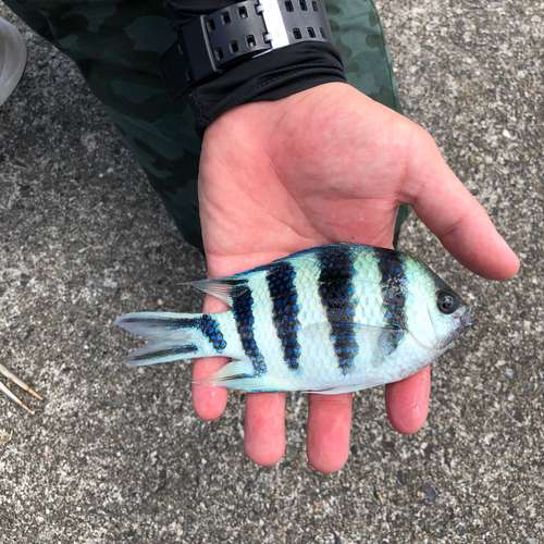 スズメダイの釣果