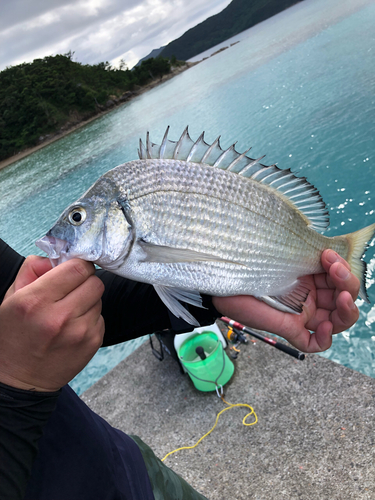 ミナミクロダイの釣果