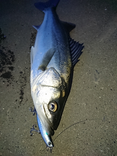 フッコ（マルスズキ）の釣果