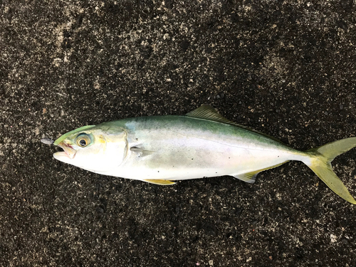 イナダの釣果