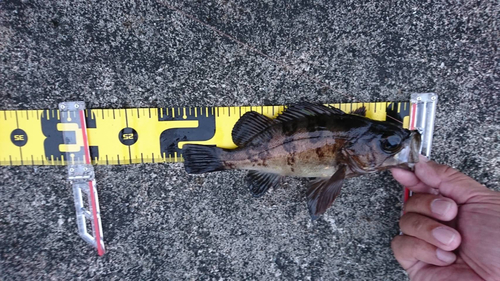 クロメバルの釣果