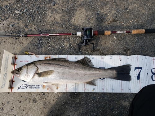 シーバスの釣果