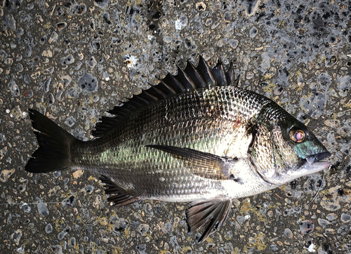 チヌの釣果