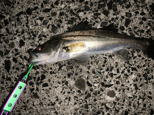 シーバスの釣果