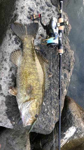 スモールマウスバスの釣果