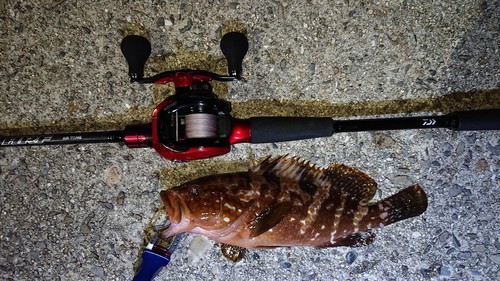 アコウの釣果