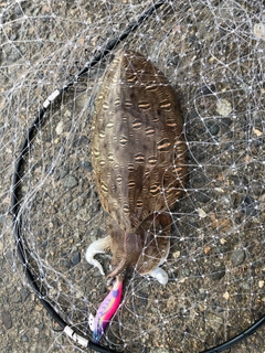 コウイカの釣果