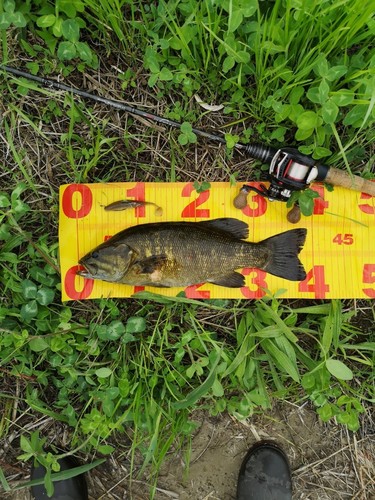 スモールマウスバスの釣果