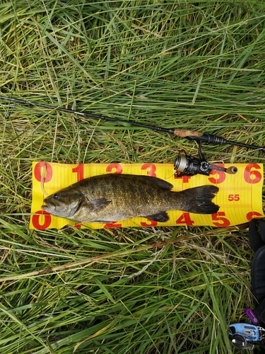 スモールマウスバスの釣果