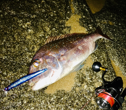 タイの釣果