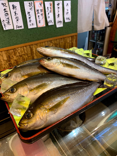 イサキの釣果