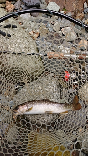 イワナの釣果