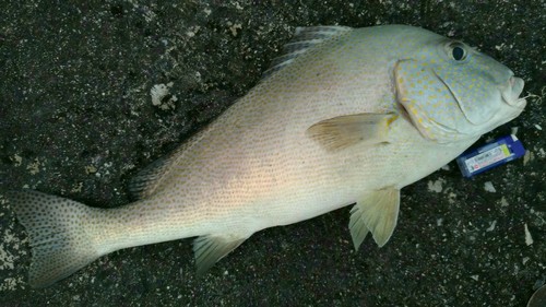 コロダイの釣果