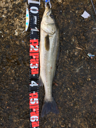 フッコ（マルスズキ）の釣果