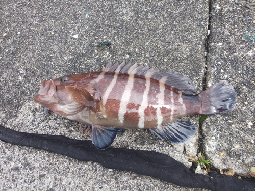 マハタの釣果