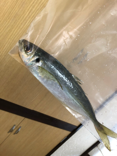 マアジの釣果