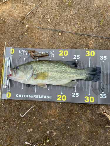 ブラックバスの釣果