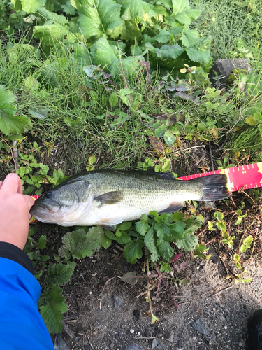 ラージマウスバスの釣果