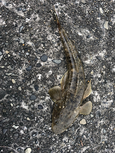 マゴチの釣果