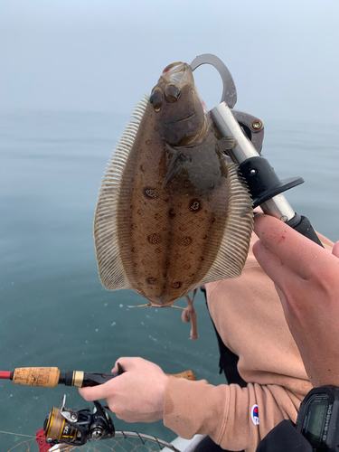 カレイの釣果