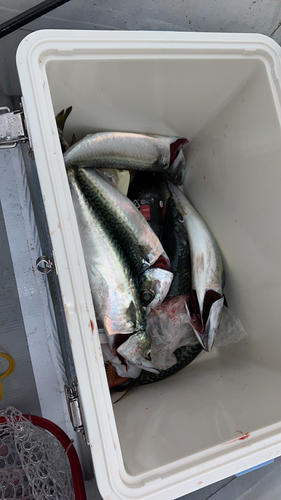 サバの釣果