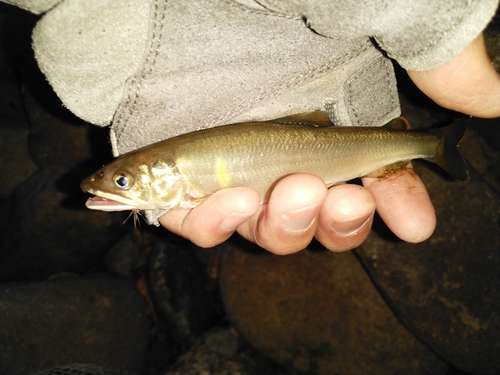 アユの釣果